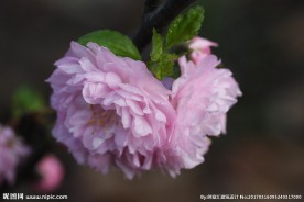 李子花