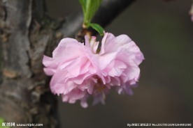 李子花