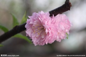 小花
