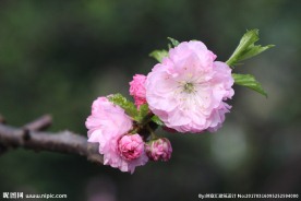 桃花