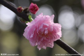 李子花