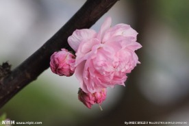 粉色小花