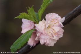 李子花