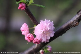 李子花
