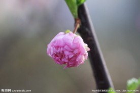 小花摄影