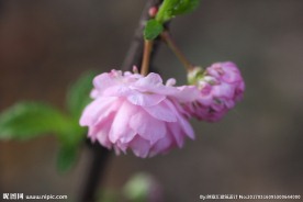 桃李花