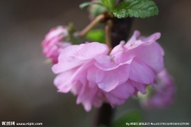 李子花
