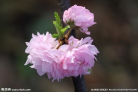 鲜花
