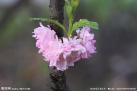 粉色桃花