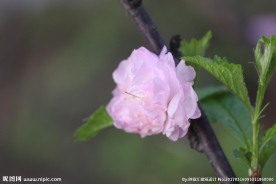 李子花