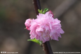 鲜花摄影