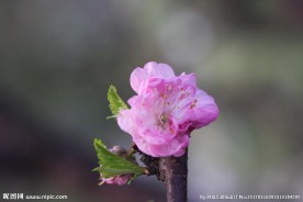 李花