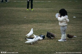 草地 小孩 鸽子