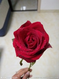 一束玫瑰花