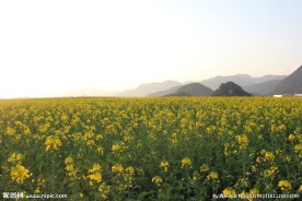 金鸡峰油菜花