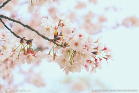樱花摄影