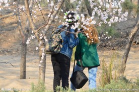 山桃树下 赏花人