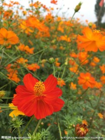 山菊