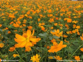 山菊