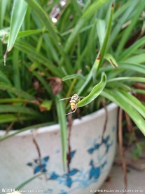 食蚜蝇
