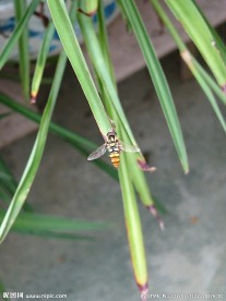 食蚜蝇