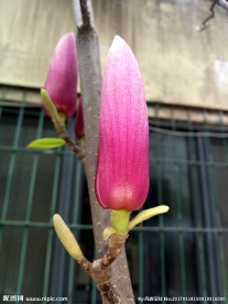 紫红色玉兰花