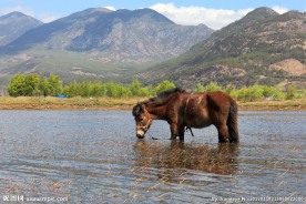 马在湖中吃水草