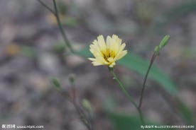 田野黄色小花