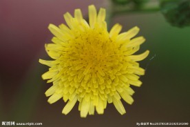 黄色野花 苦菜花