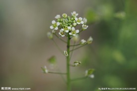 春天野花 荠菜花