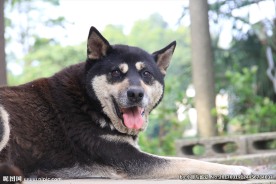 小花犬