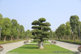 公园盆景