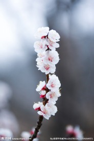 杏花