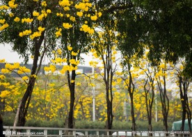 巴西风铃木