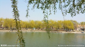 春天 柳树 湖水