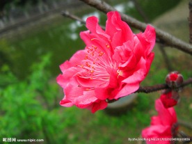 粉红桃花