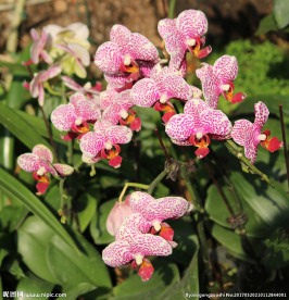 蝴蝶兰蝴蝶花
