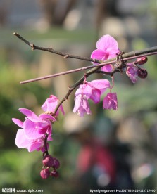 蝴蝶兰蝴蝶花
