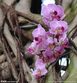 蝴蝶兰蝴蝶花