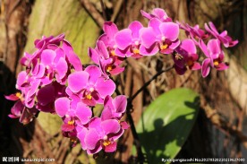 蝴蝶兰蝴蝶花