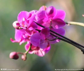 蝴蝶兰蝴蝶花