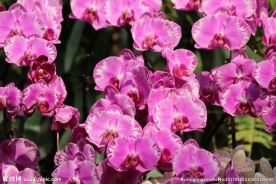蝴蝶兰蝴蝶花