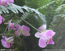 蝴蝶兰蝴蝶花