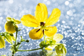 黄槐花