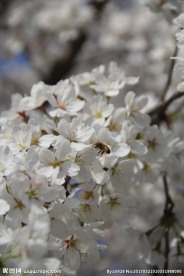 烂漫樱花