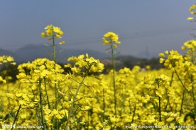 油菜花 蜜蜂