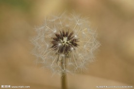 春天田野蒲公英种子