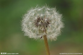 春天田野蒲公英