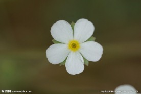 高清春天白色小花