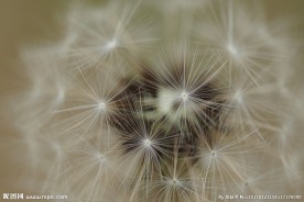 高清蒲公英种子